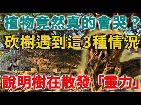 砍樹注意事項|【砍樹禁忌】砍樹前別亂砍！8 個避開砍樹禁忌、惹禍上身的方式